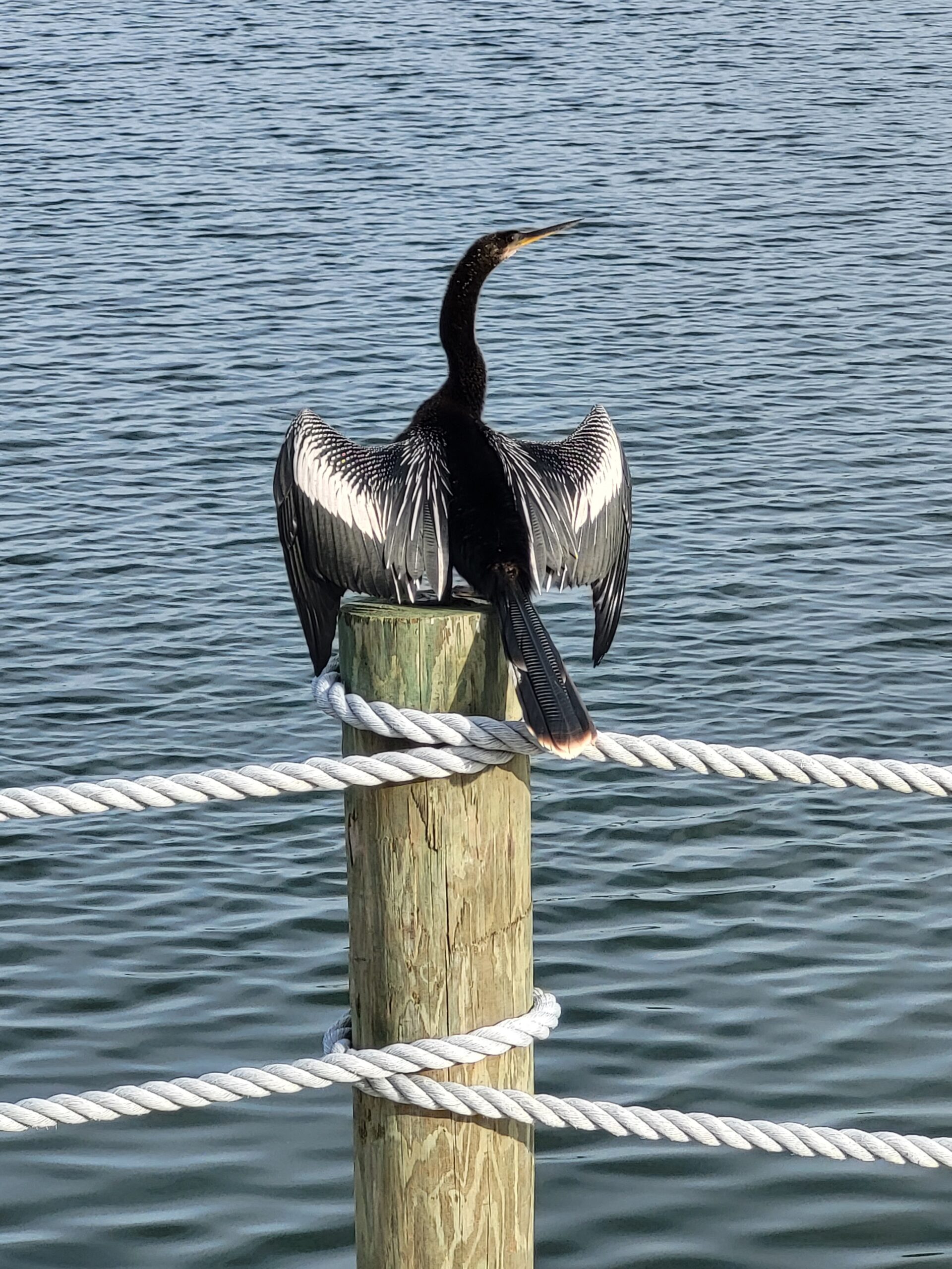 Wildlife on the lake