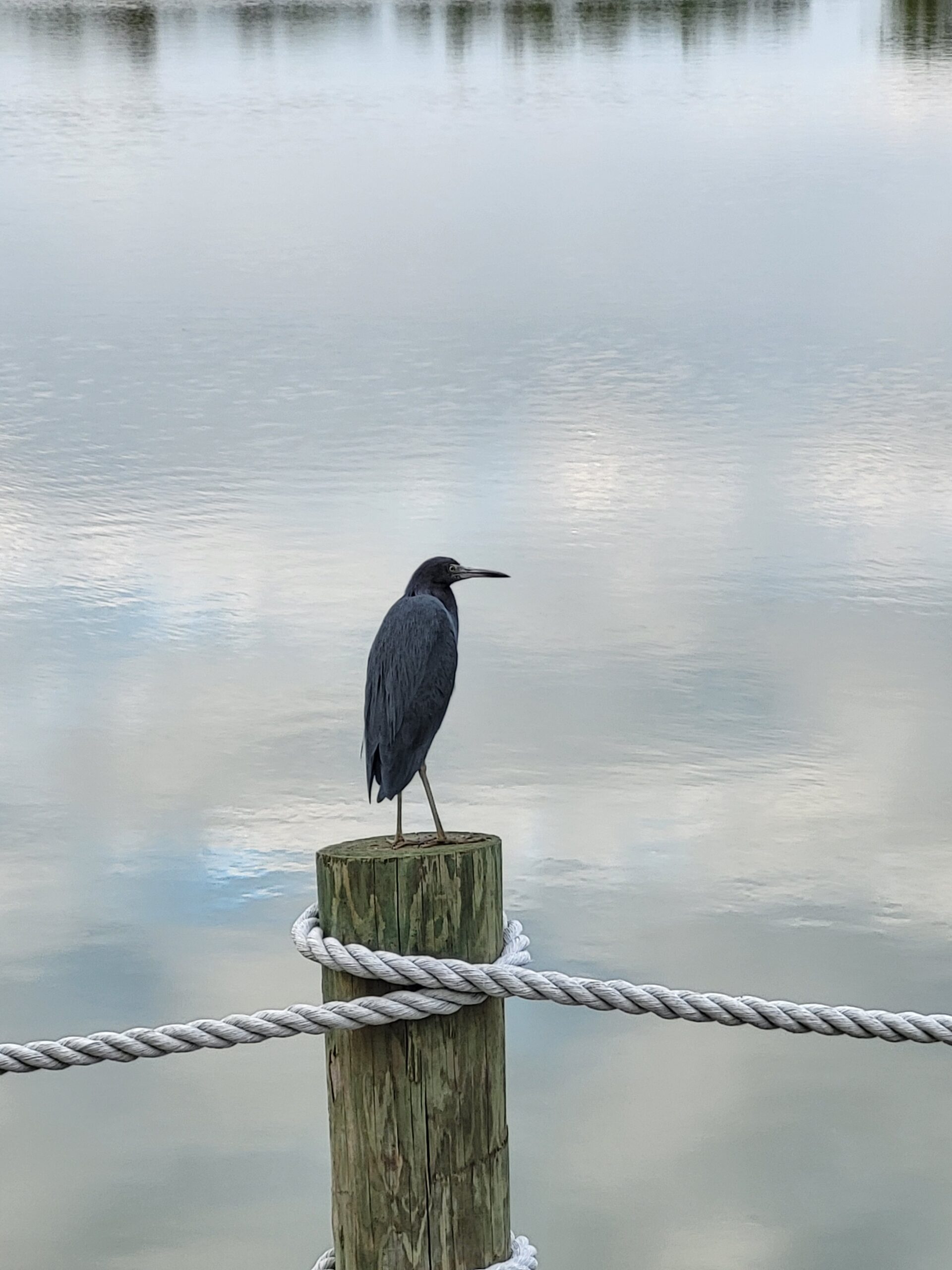 Florida nature at Water's Edge