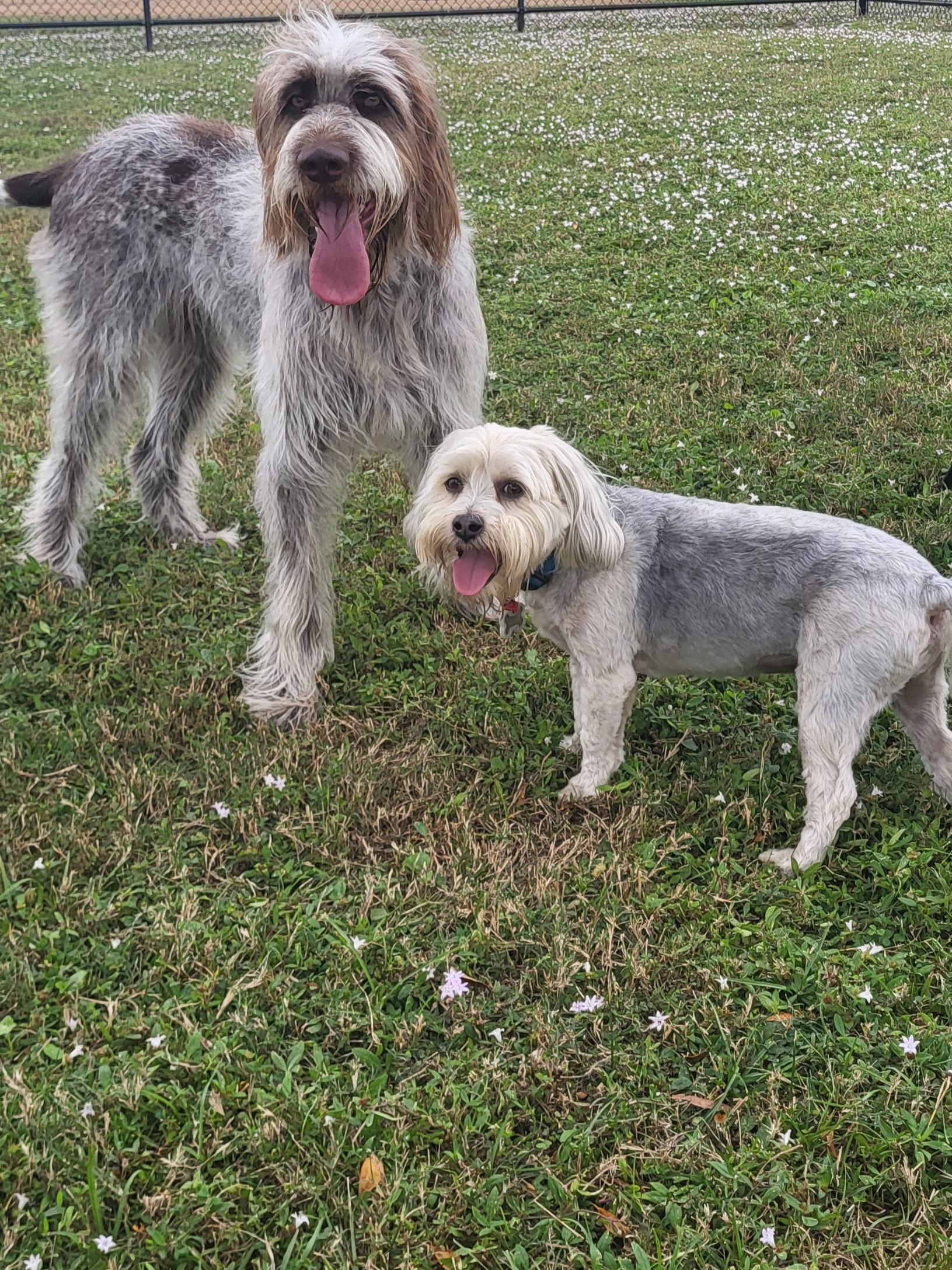 Dogs at Water's Edge dog park