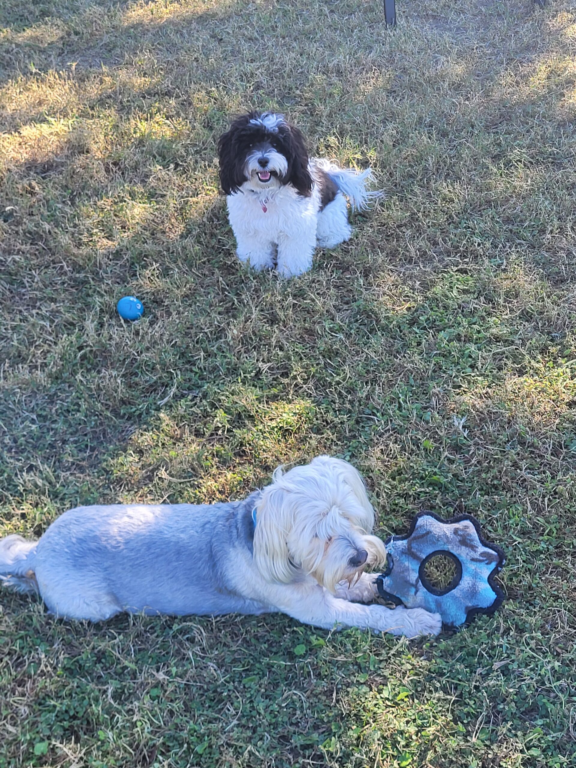 Dog park at Water's Edge