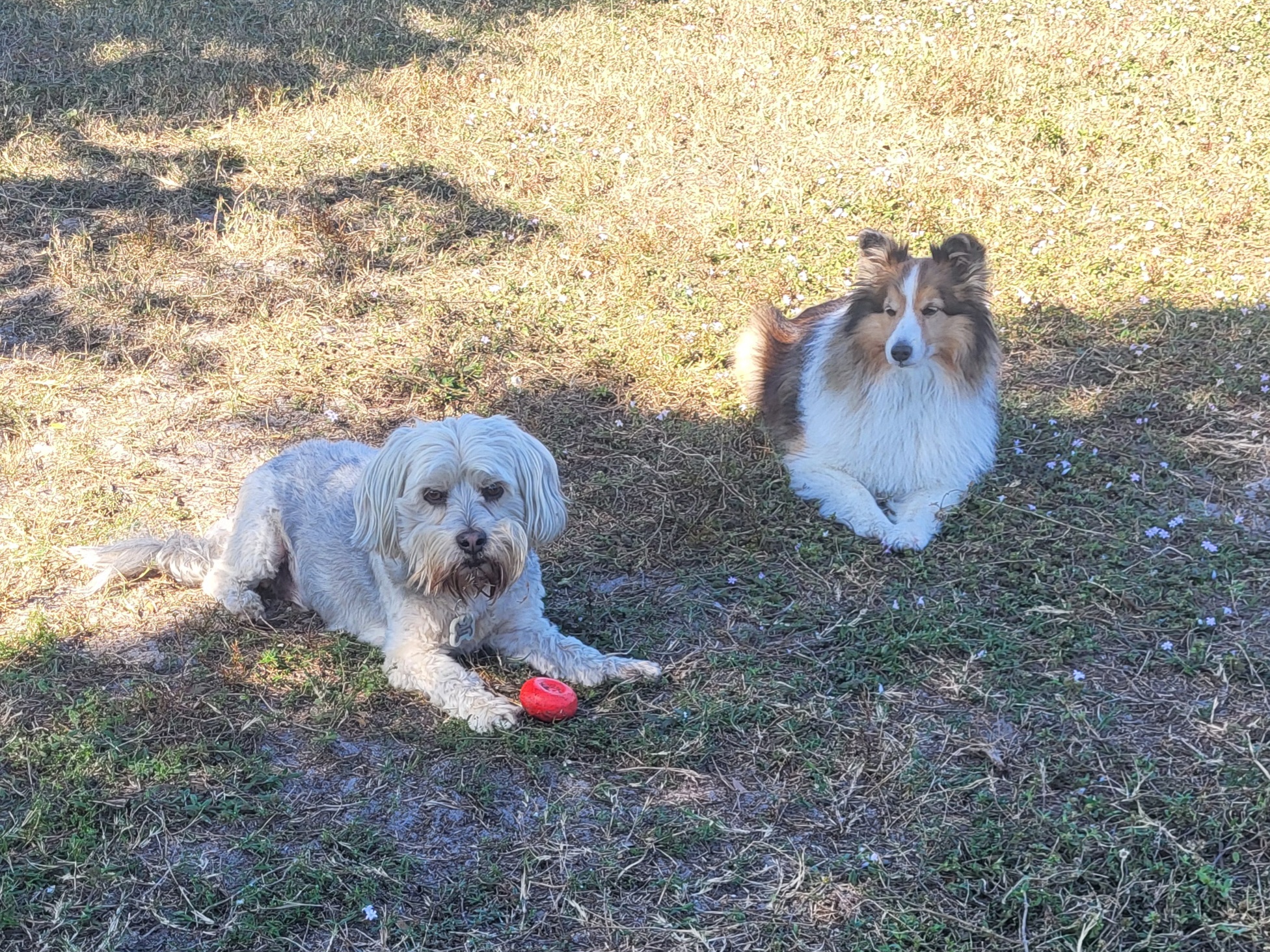 Pet-friendly community at Water's Edge