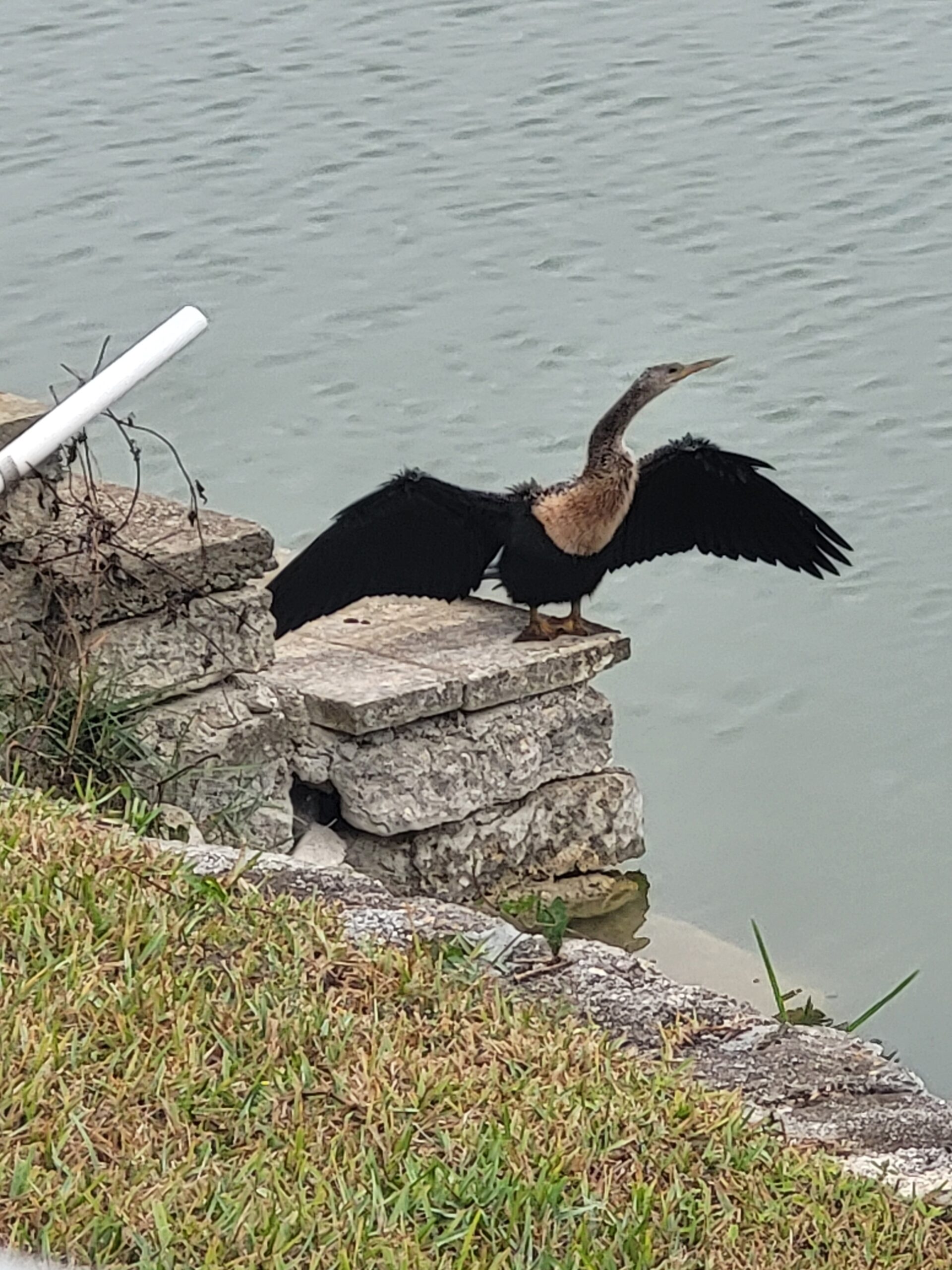 Florida wildlife at Water's Edge lake