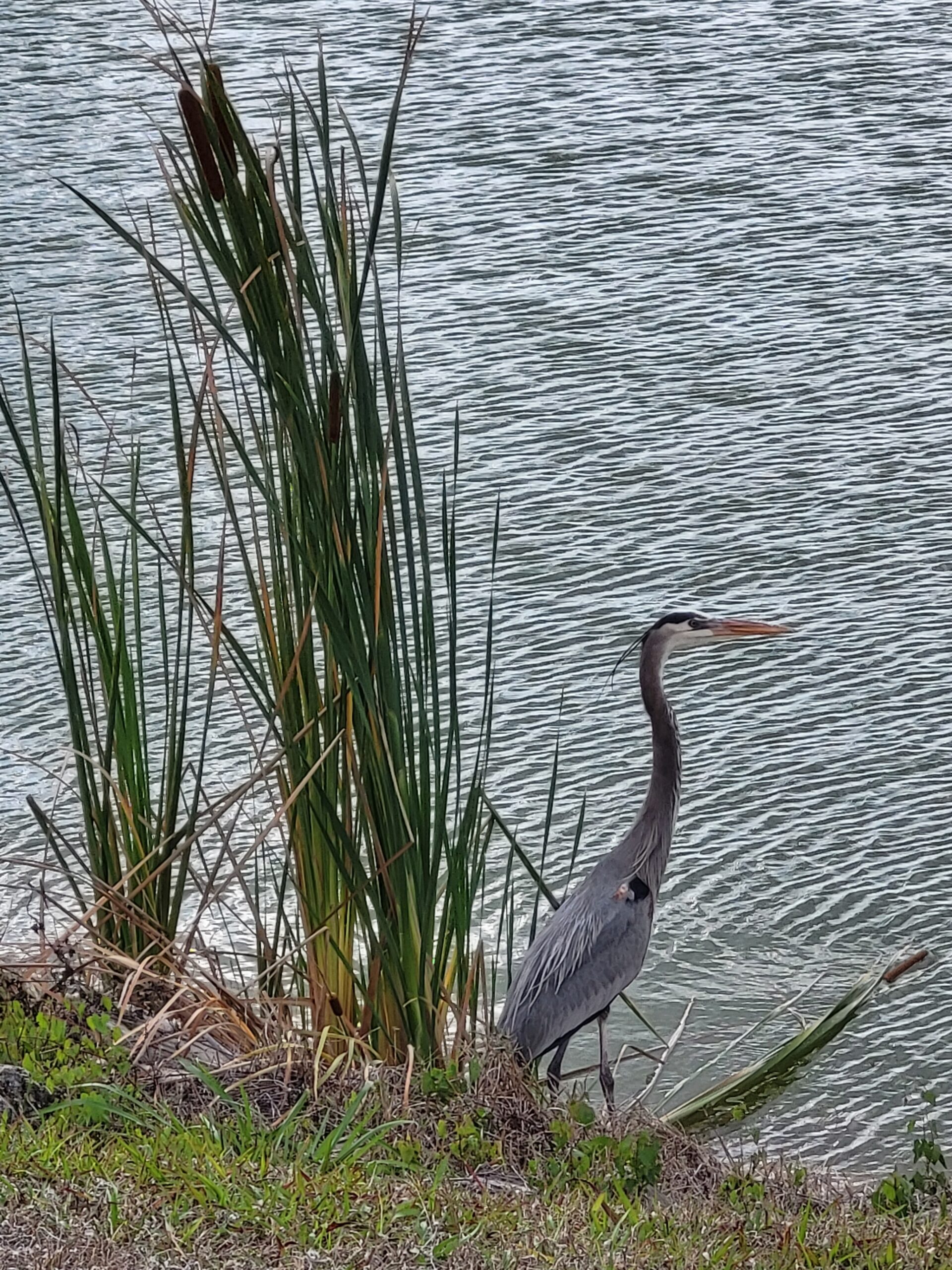 Birds at Water's Edge